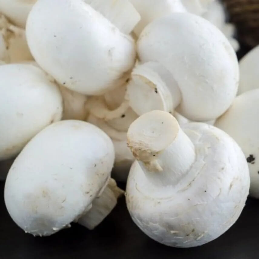 Mushroom Seeds – White Button