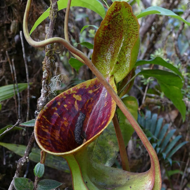 Mustache Pitcher Plant Seeds