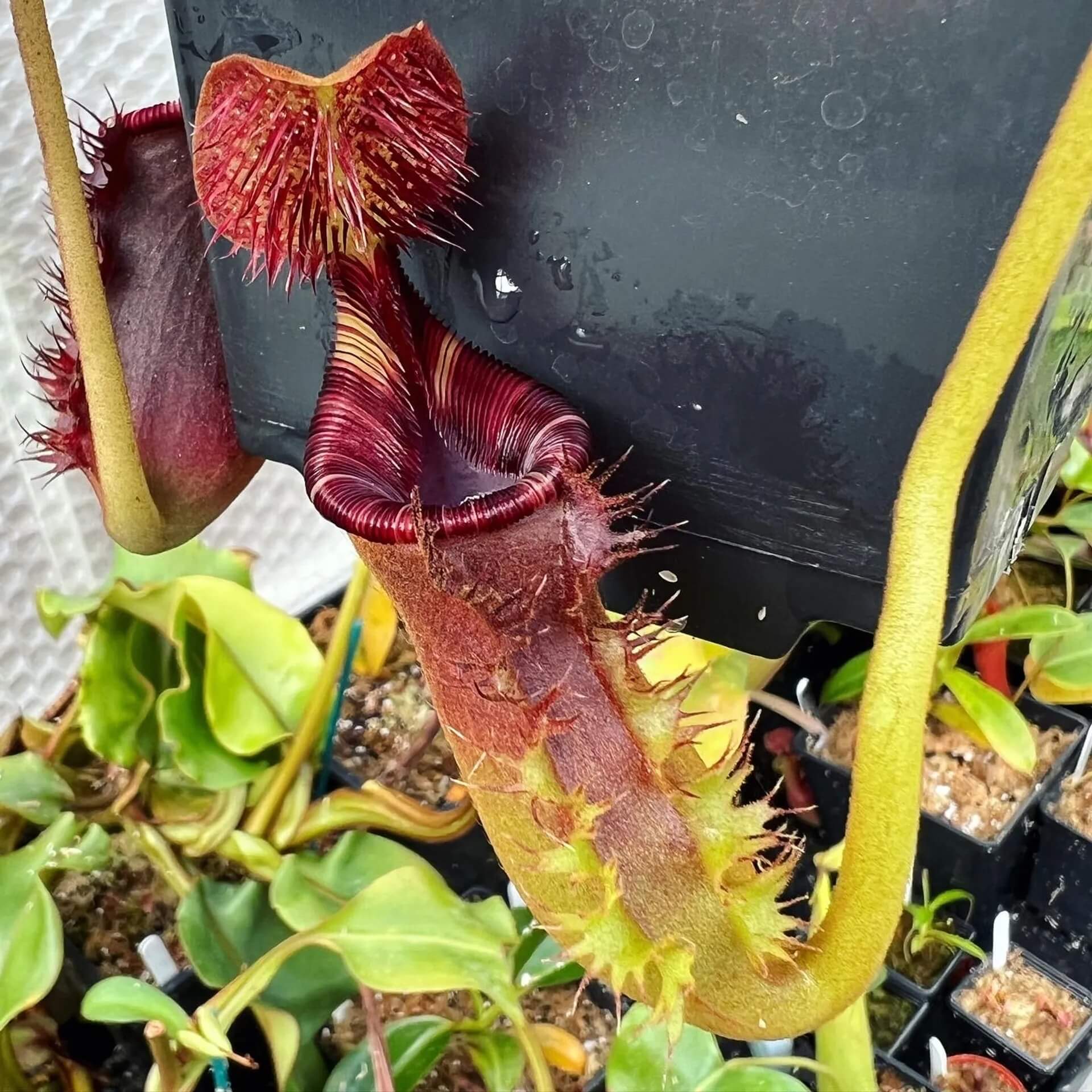 Mustache Pitcher Plant Seeds