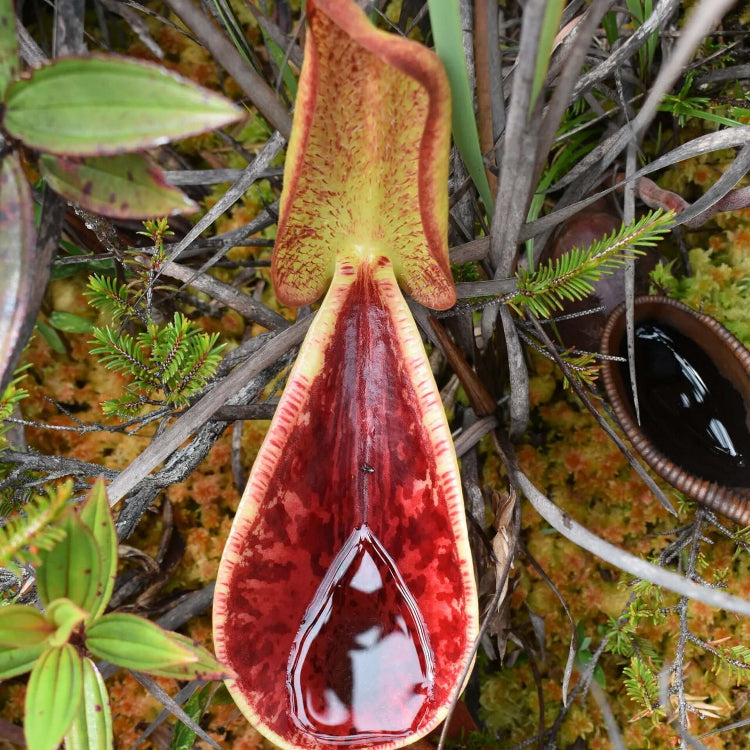 Mustache Pitcher Plant Seeds