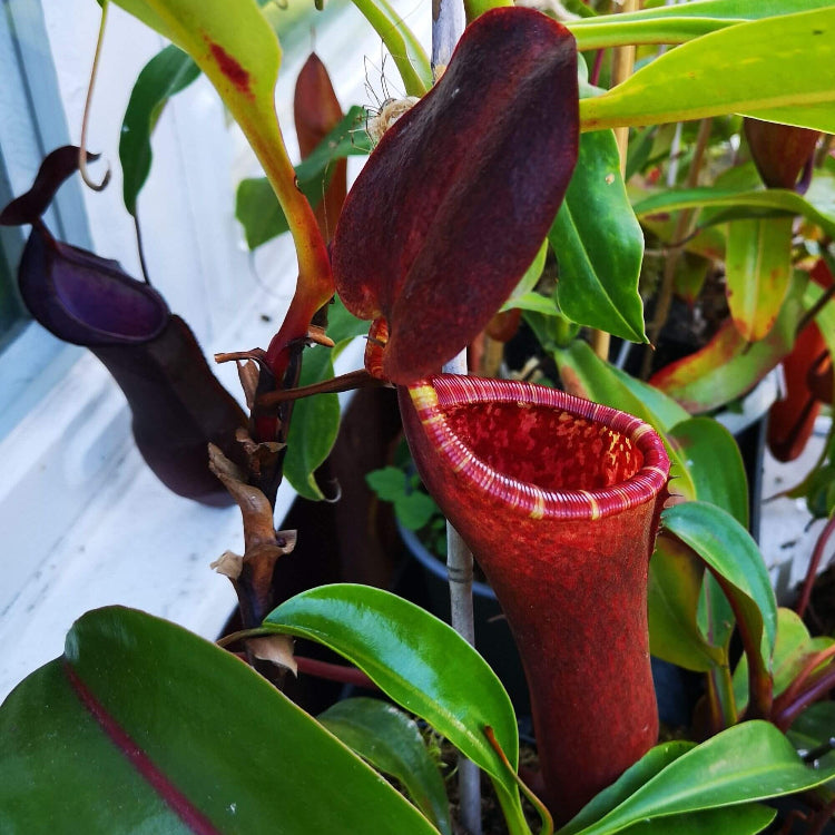 Mustache Pitcher Plant Seeds