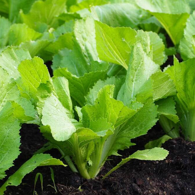 Mustard Seeds - All In One For Home Gardens