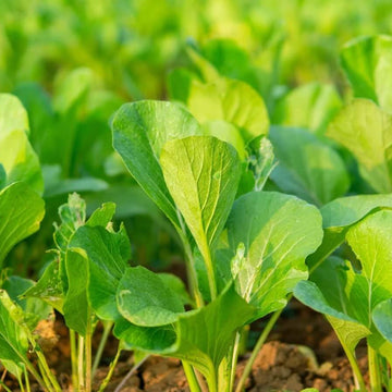 Mustard Seeds - All In One For Home Gardens