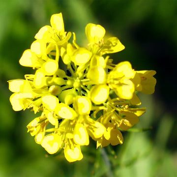 Mustard Seeds – White