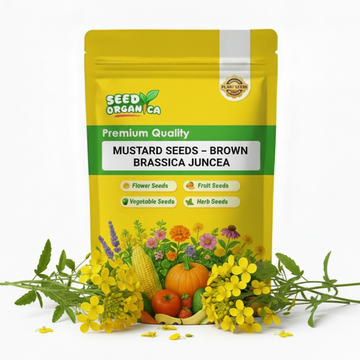 Mustard Seeds – Brown Brassica Juncea