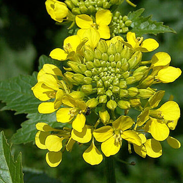 Mustard Seeds – White