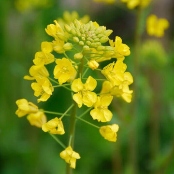 Mustard Seeds – White