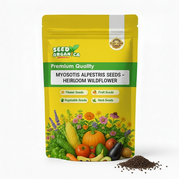 Myosotis Alpestris Seeds – Heirloom Wildflower