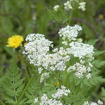 Myrrhis odorata Anise Seeds