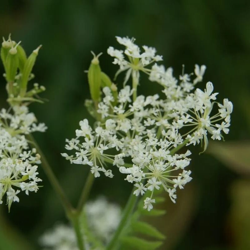 Myrrhis odorata Anise Seeds