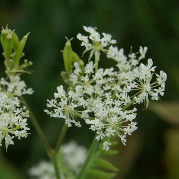 Myrrhis odorata Anise Seeds
