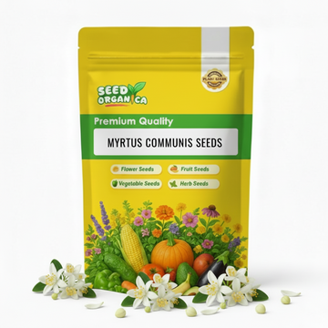 Myrtus Communis Seeds
