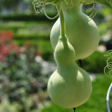 Green Birdhouse Gourd Seeds – Vegetable Plant