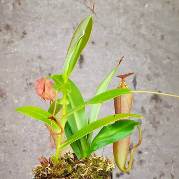 Pitcher Seeds – Scarlet