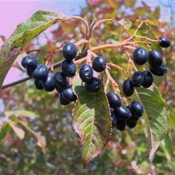 Nanny Berry Seeds