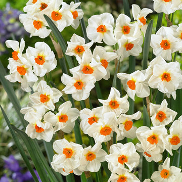 Narcissus Tazetta Seeds – Wildflower Mix