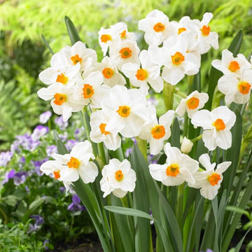 Narcissus Seeds – Orange White, Wildflower Mix