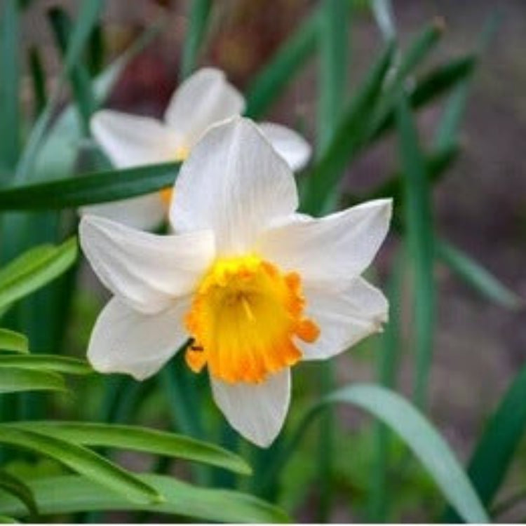 Narcissus Seeds – Orange White, Wildflower Mix