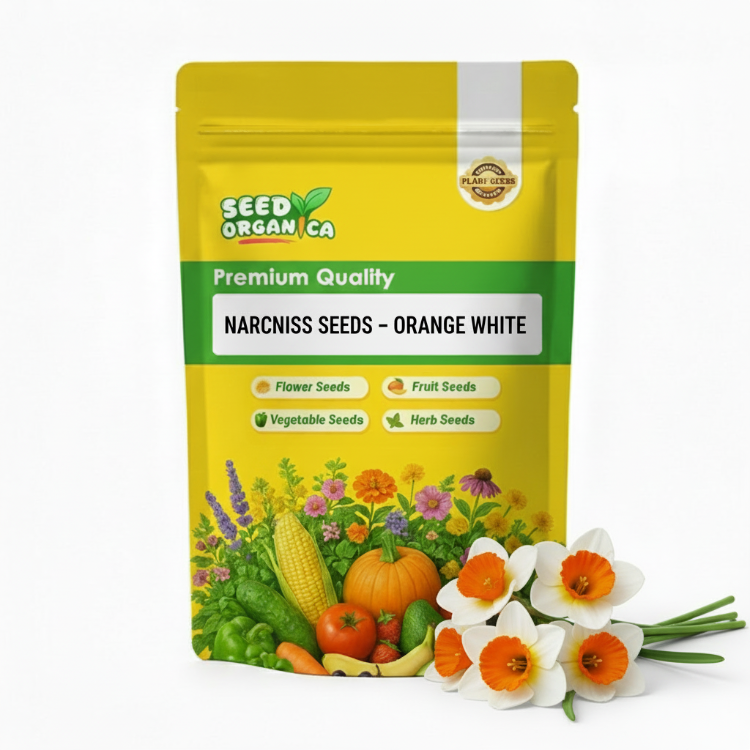 Narcissus Seeds – Orange White