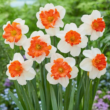 Narcissus Seeds – Orange White, Wildflower Mix