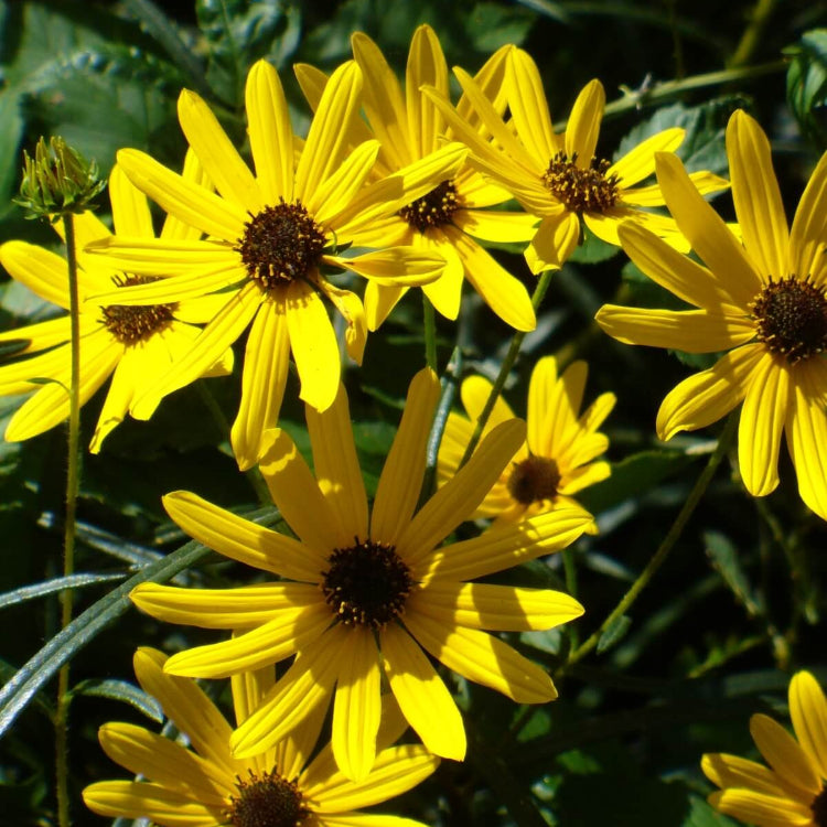 Narrowleaf Sunflower Seeds - Flower Plant