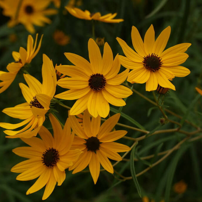 Narrowleaf Sunflower Seeds - Flower Plant