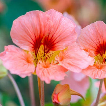 Nasturtium Seeds – Baby Pink