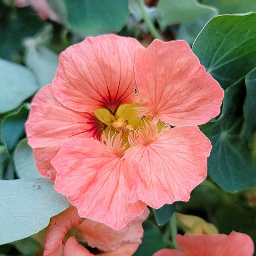 Nasturtium Seeds – Baby Pink
