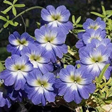 Nasturtium Seeds – Blue