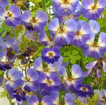 Nasturtium Seeds – Blue