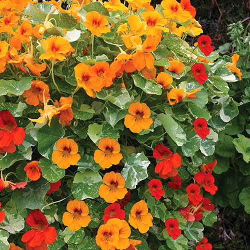 Nasturtium Seeds – Capuchina