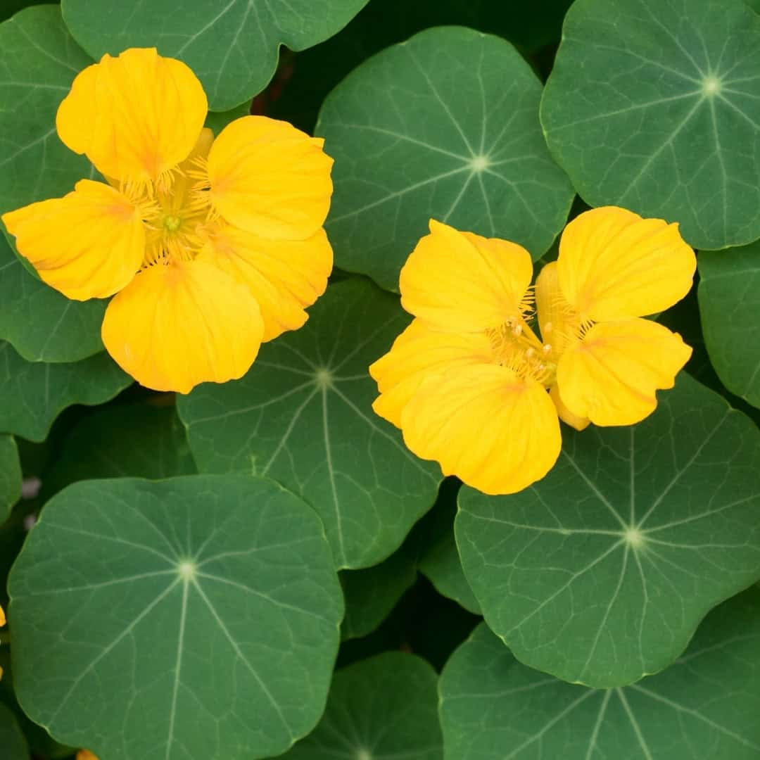 Nasturtium Seeds – Green Yellow