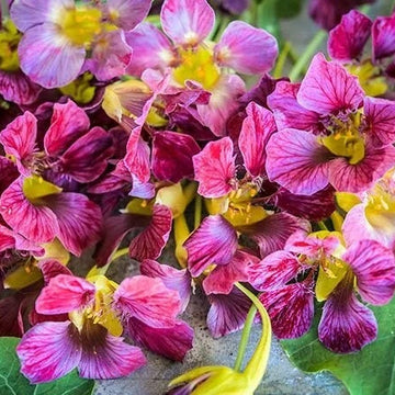 Nasturtium Seeds – Light Purple