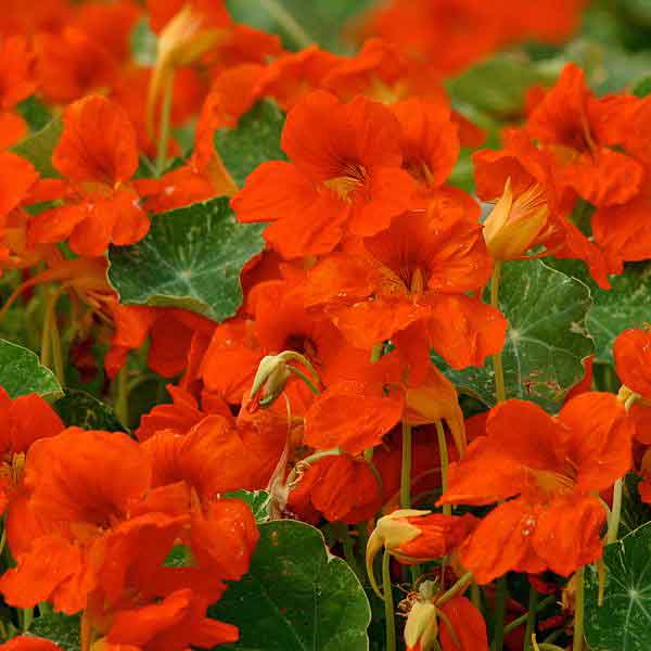Nasturtium Seeds – Orange