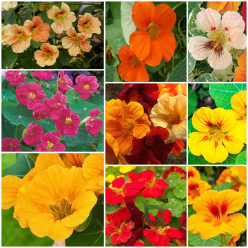 Nasturtium Seeds - All In One For Home Gardens