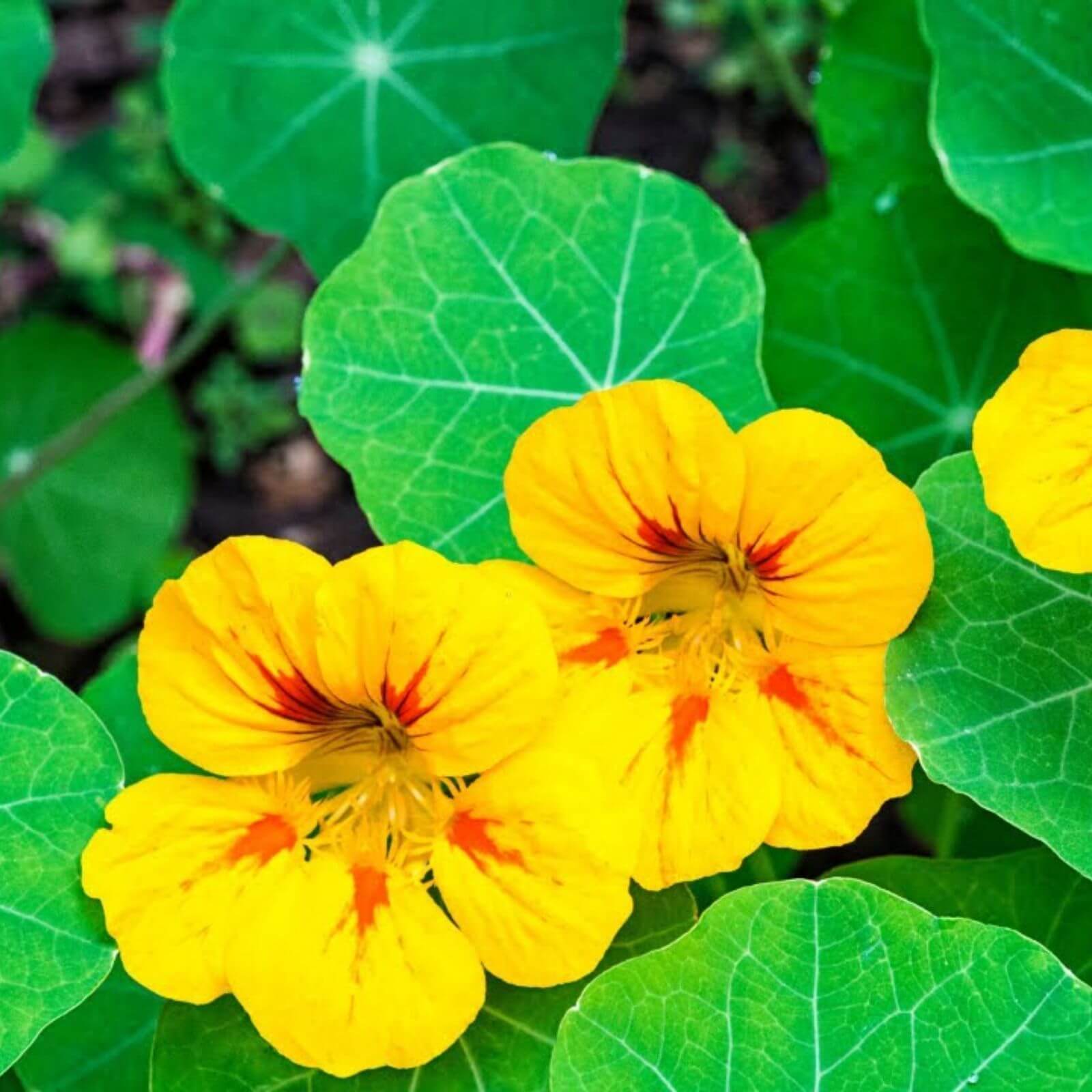Nasturtium Seeds - All In One For Home Gardens