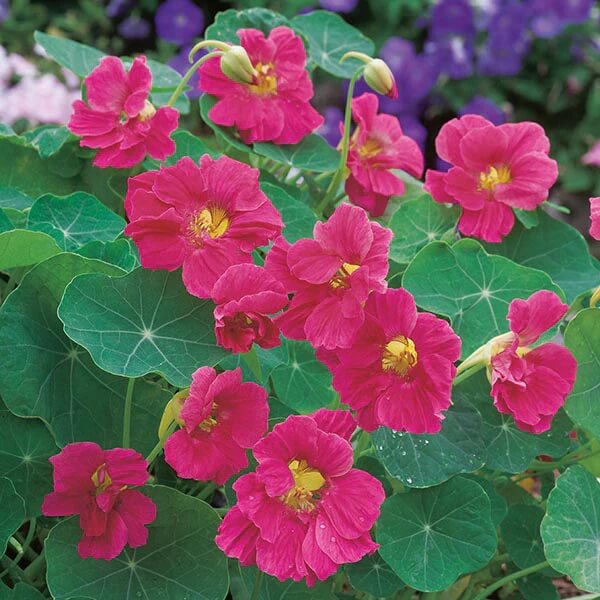 Nasturtium Seeds - All In One For Home Gardens
