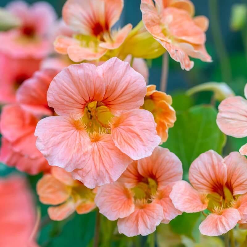 Nasturtium Seeds – Baby Pink