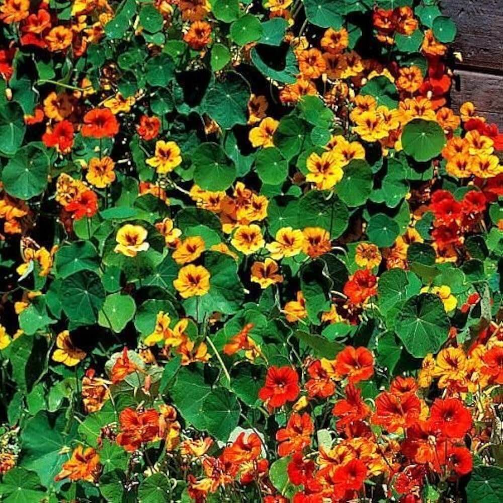 Nasturtium Seeds – Capuchina