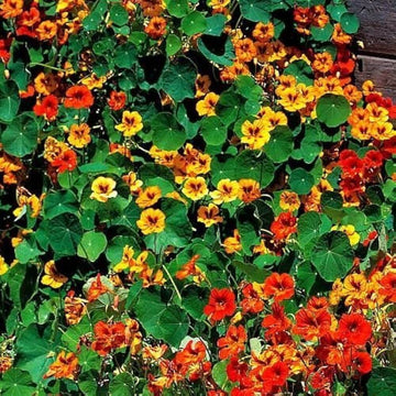 Nasturtium Seeds – Capuchina