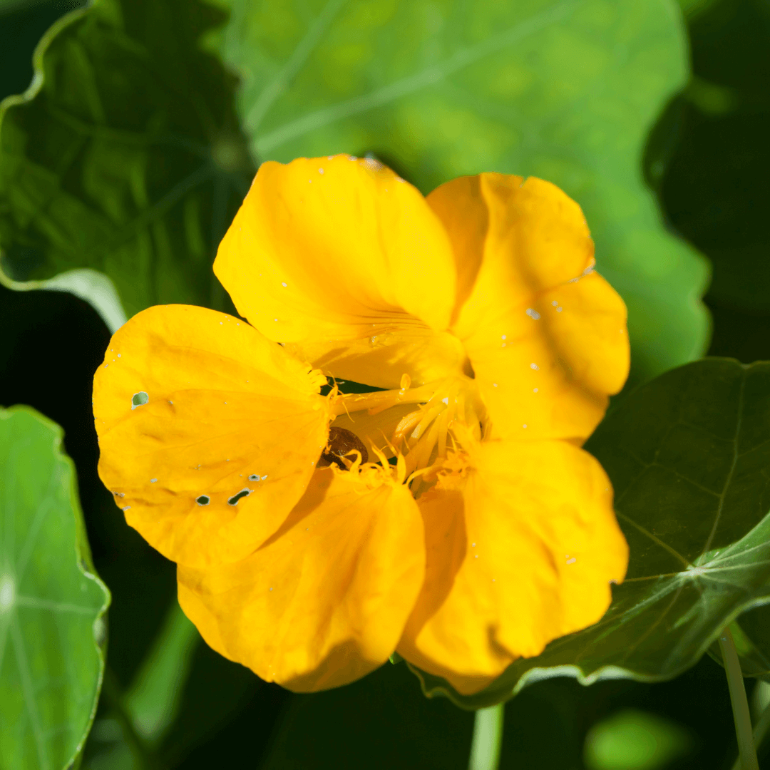 Nasturtium Seeds – Green Yellow