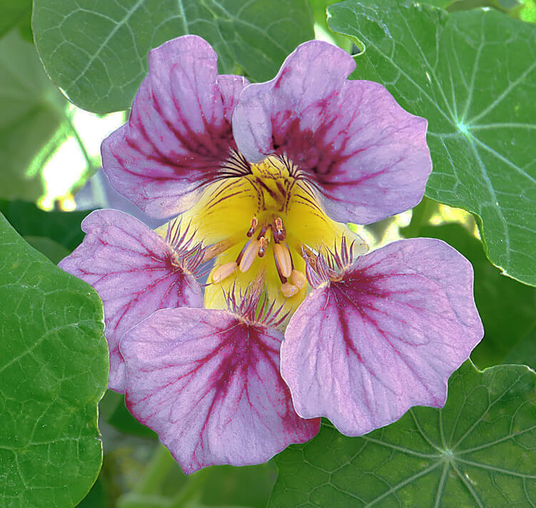 Nasturtium Seeds – Light Purple