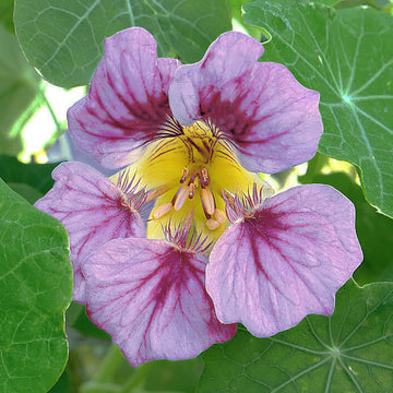 Nasturtium Seeds – Light Purple