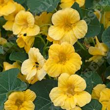 Nasturtium Seeds – Light Yellow
