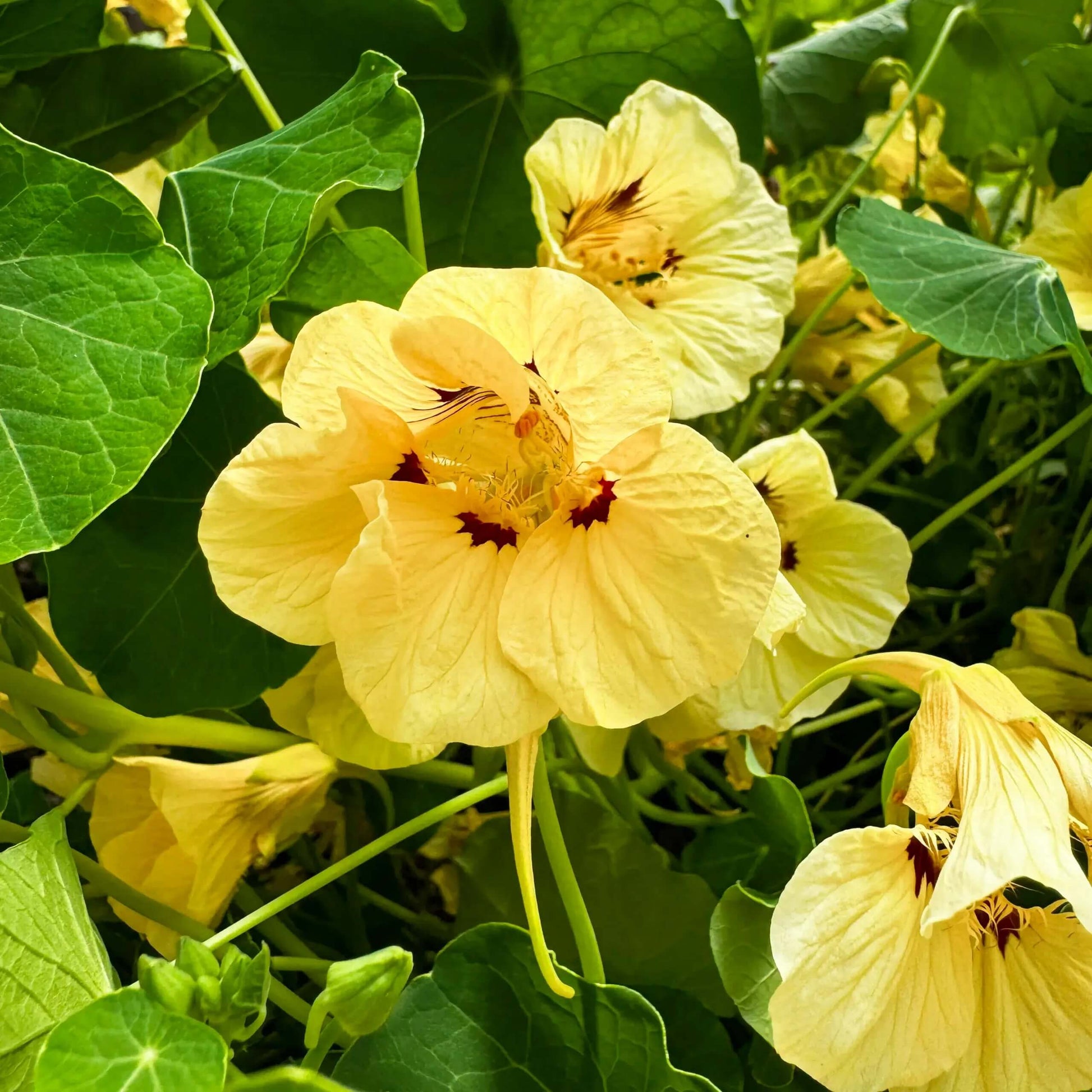 Nasturtium Seeds – Light Yellow