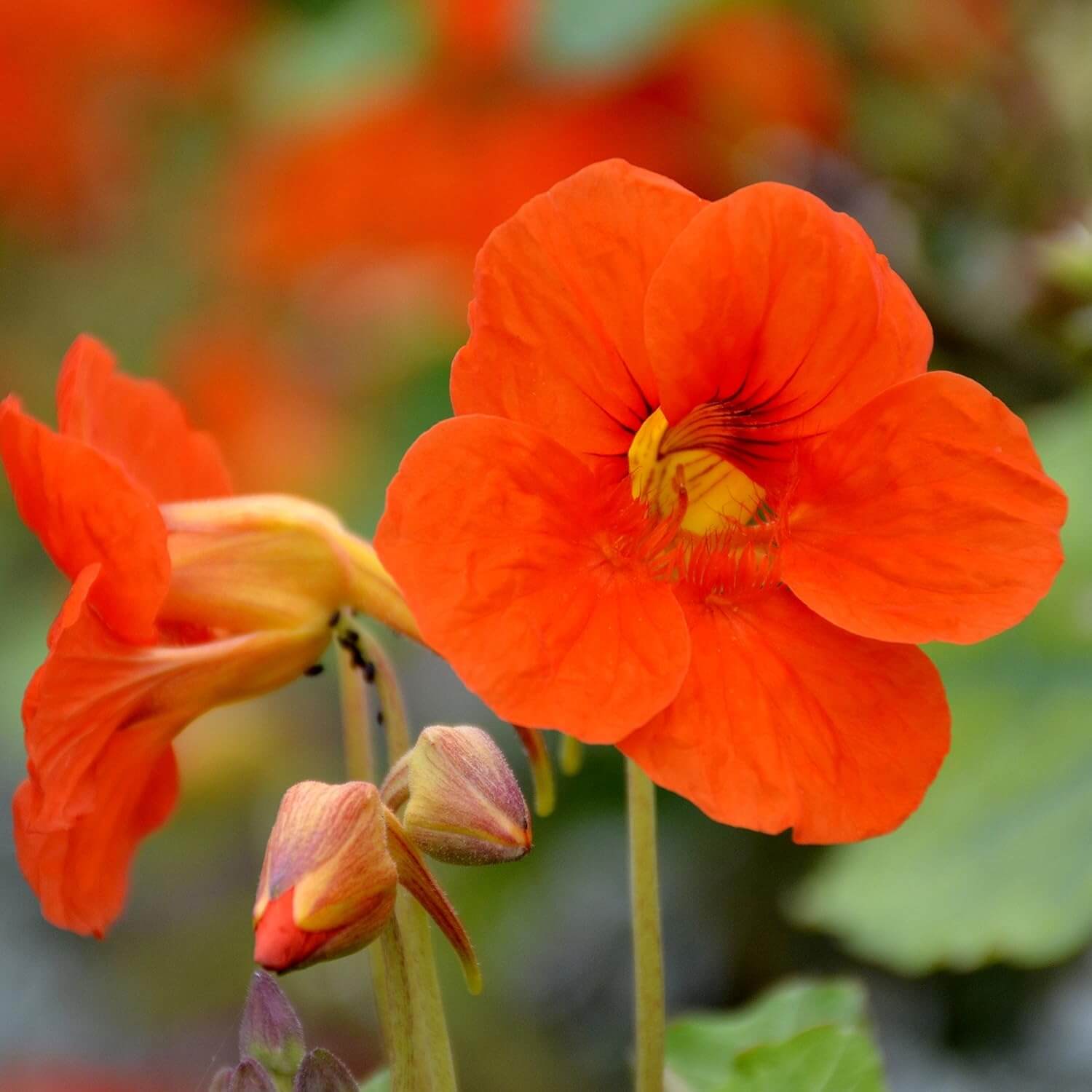 Nasturtium Seeds – Orange