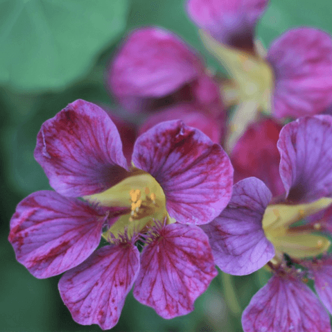 Nasturtium Seeds – Purple