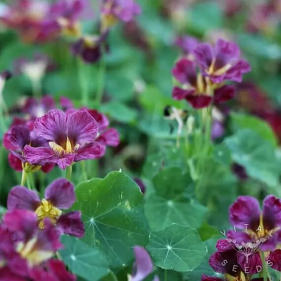 Nasturtium Seeds – Purple