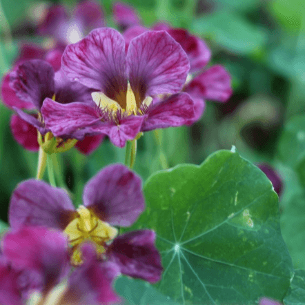 Nasturtium Seeds – Purple