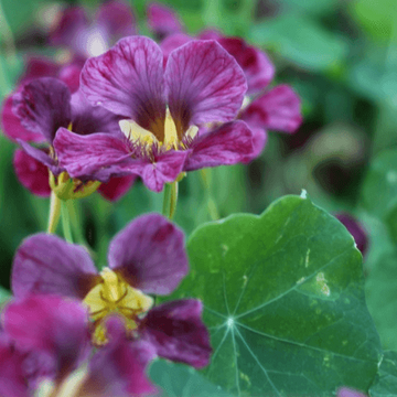 Nasturtium Seeds – Purple
